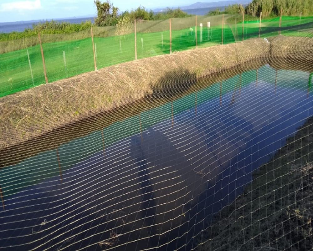 Tilapia Fish Farming