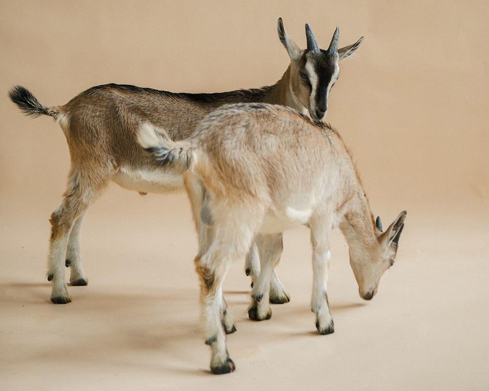 Galla Goats