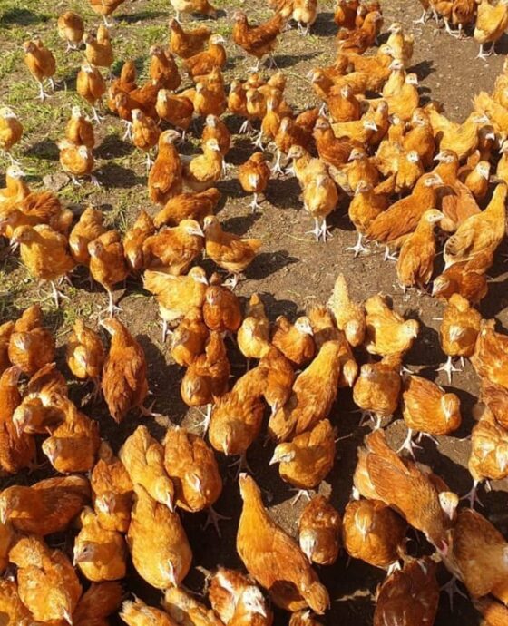 Poultry - Chicken 