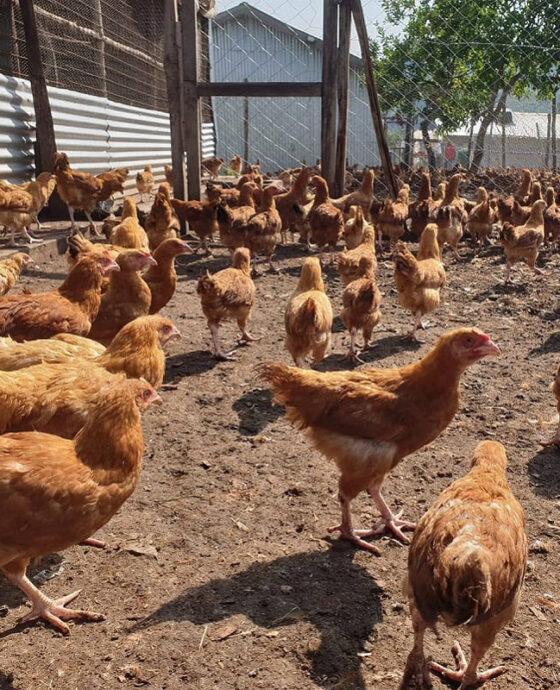 Poultry - Chicken 