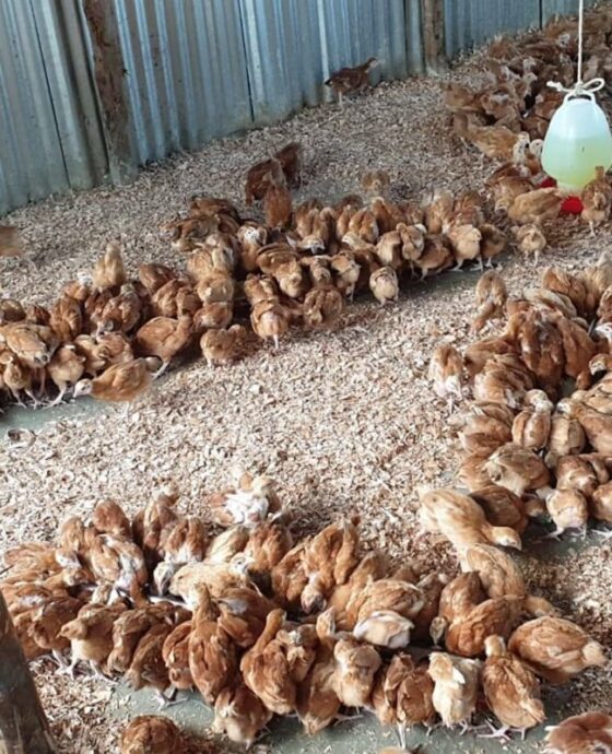 Poultry - Chicken 