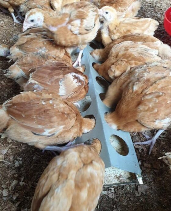 Poultry - Chicken 