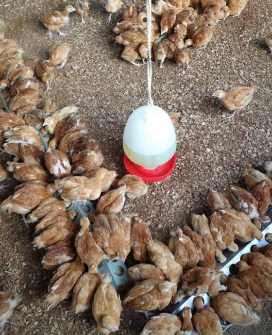 Poultry - Chicken 