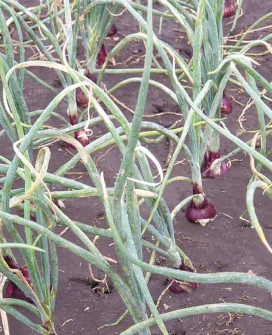 Grass Onions