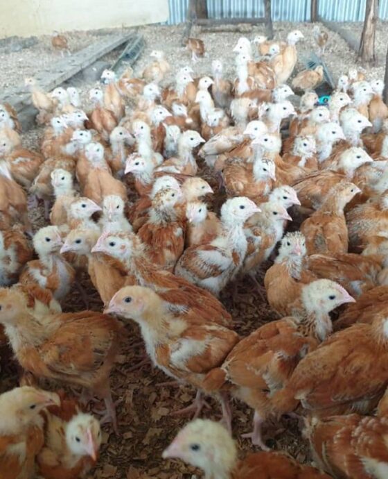 Poultry - Chicken 