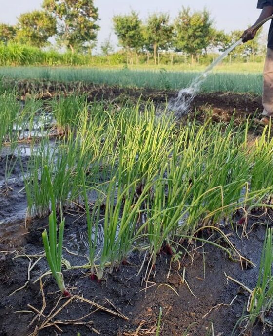 Grass Onions