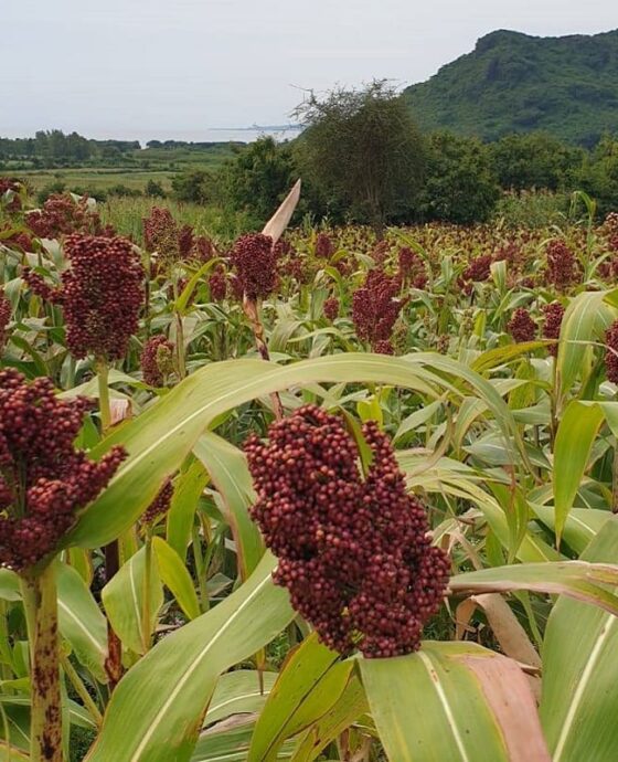 Millet