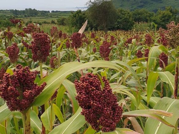 From Soil to Soul: Discover the Organic Goodness of The Kisaka Farm