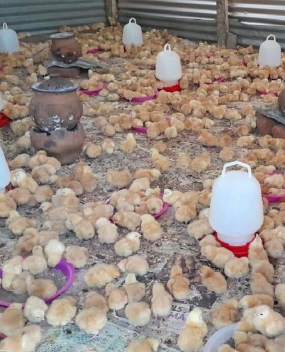 Poultry - Chicken 