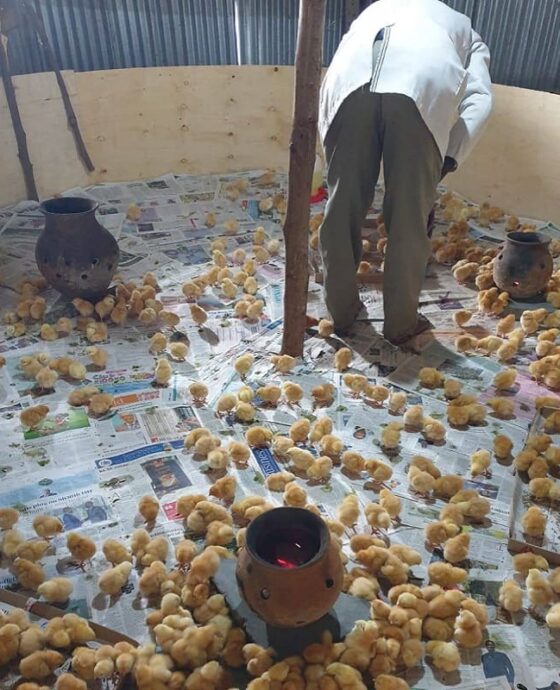 Poultry - Chicken 