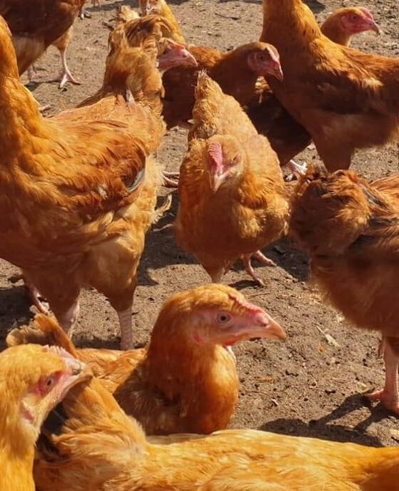 Poultry - Chicken 