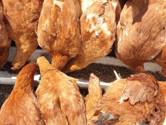 What Makes Our Improved Kienyeji Chicken So Nutritious, Flavorful and Delicious? The Secret May Surprise You!